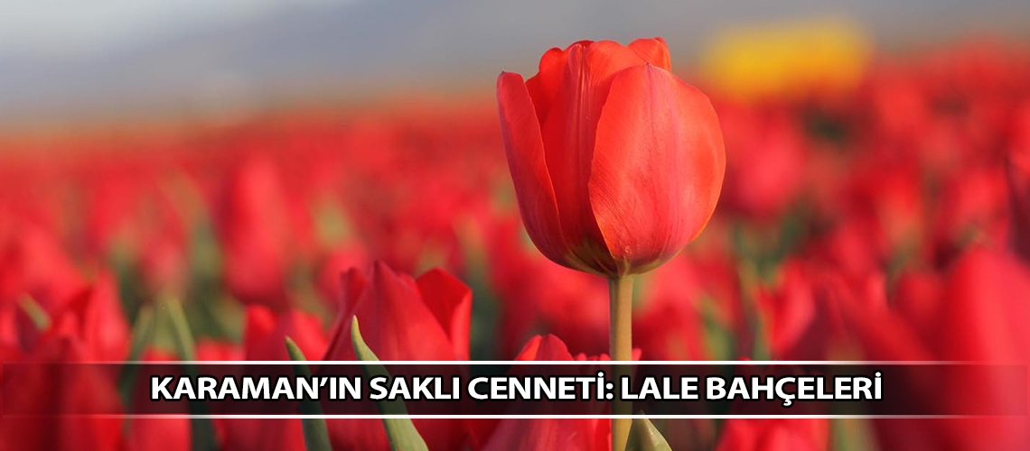 Karaman’ın saklı cenneti: Lale bahçeleri