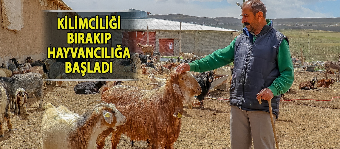 Kilimciliği bırakıp hayvancılığa başladı