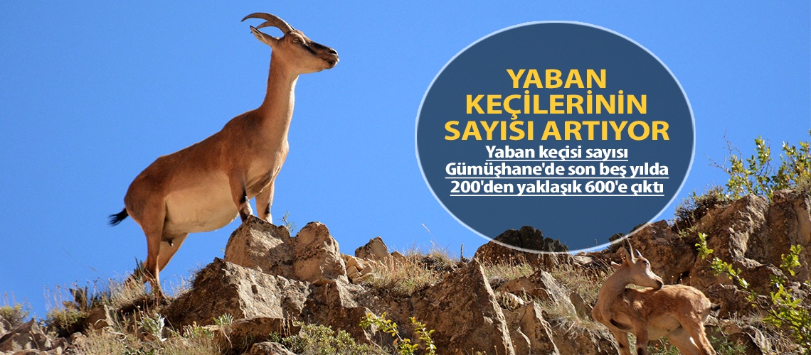 Yaban keçilerinin sayısı artıyor