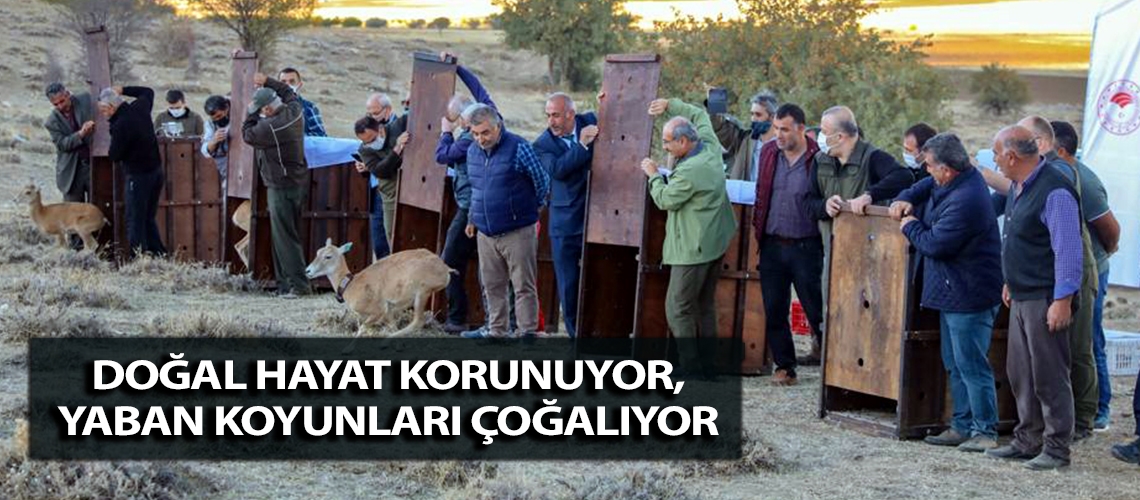 Doğal hayat korunuyor, yaban koyunları çoğalıyor