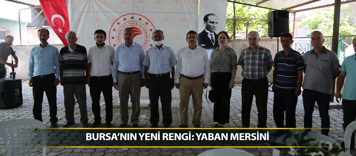 Bursa’nın yeni rengi: Yaban mersini