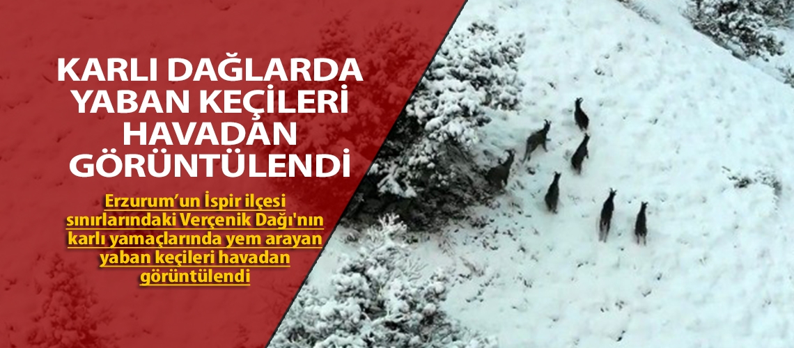 Karlı dağlarda yaban keçileri havadan görüntülendi