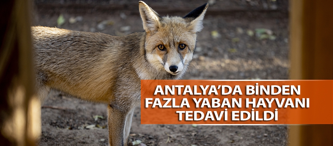 Antalya’da binden fazla yaban hayvanı tedavi edildi