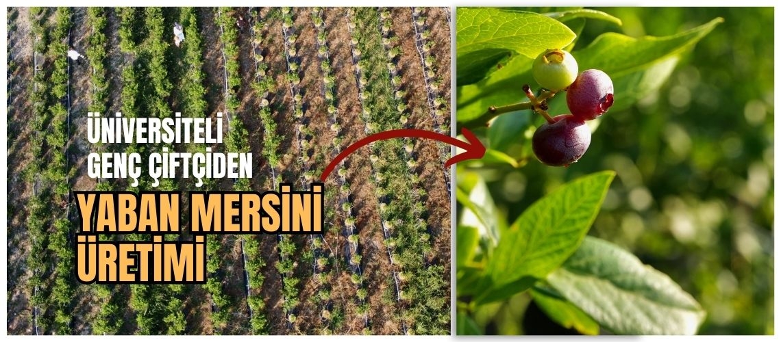 Üniversiteli genç çiftçiden yaban mersini üretimi