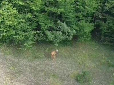 Yaban hayatı bu kez dronla da görüntülendi