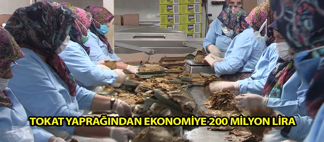 Tokat yaprağından ekonomiye 200 milyon lira