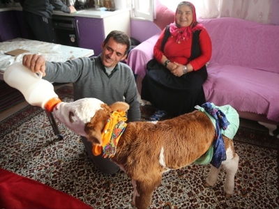 Yeni doğan buzağıya aile şefkati, yuva sıcaklığı