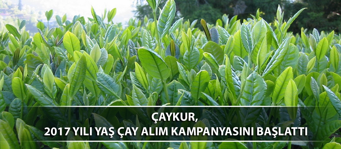 ÇAYKUR, 2017 yılı yaş çay alım kampanyasını başlattı