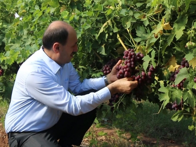 Ceyhan’da üzüm hasadı sürüyor