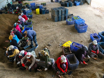 350 milyon fidan toprakla buluşacak