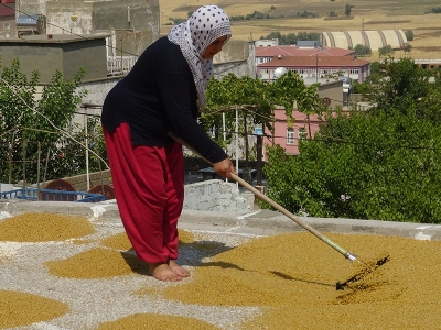 Buğdaylar kaynıyor kışlık bulgur yapılıyor