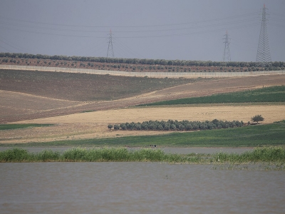 Reyhanlı Barajı’ndan Amik Ovası’na bereket