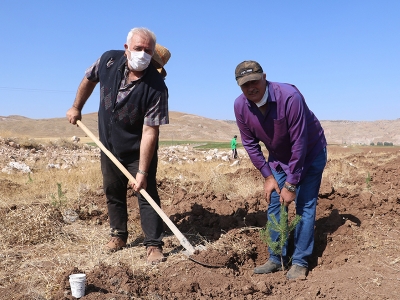 Hainlere inat 80 yaşında yeni ormanlar oluşturuyor