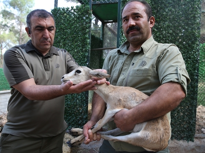 Doğa Koruma, yavru ceylan için seferber oldu