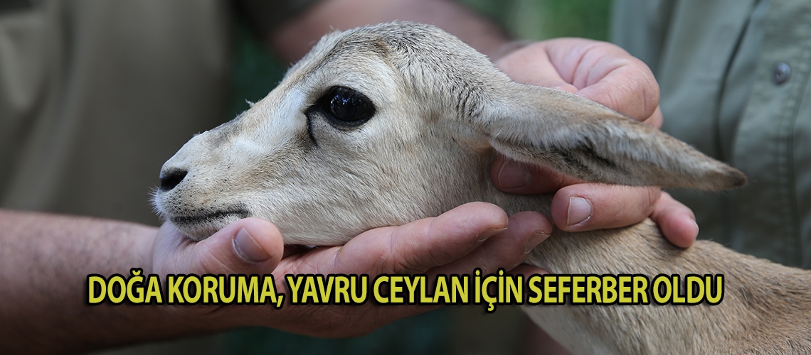 Doğa Koruma, yavru ceylan için seferber oldu