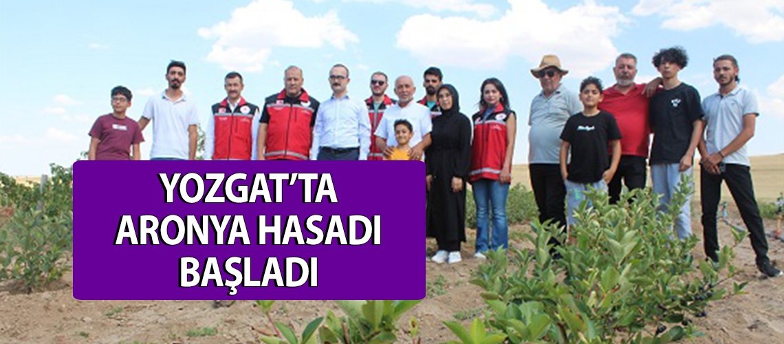 Yozgat’ta aronya hasadı başladı