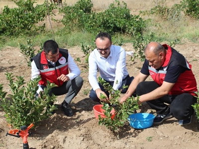 Yozgat’ta aronya hasadı başladı