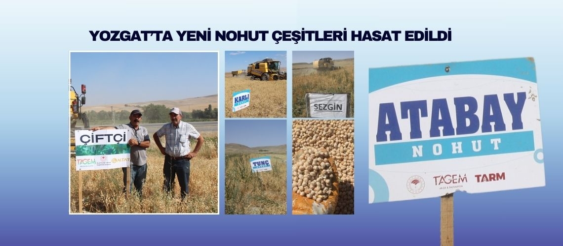 Yozgat’ta yeni nohut çeşitleri hasat edildi