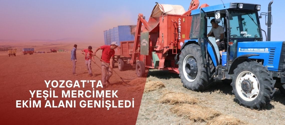 Yozgat'ta yeşil mercimek ekim alanı genişledi