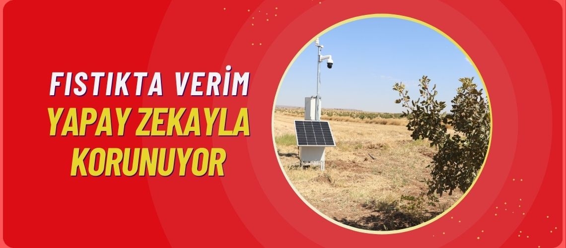 Fıstıkta verim yapay zekayla korunuyor