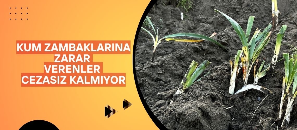 Kum zambaklarına zarar verenler cezasız kalmıyor