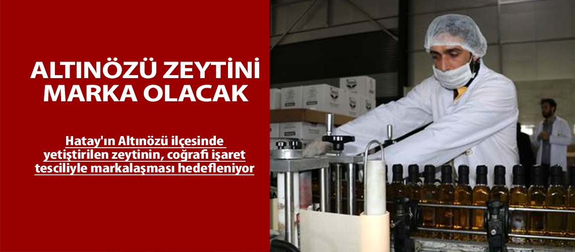 Altınözü zeytini marka olacak