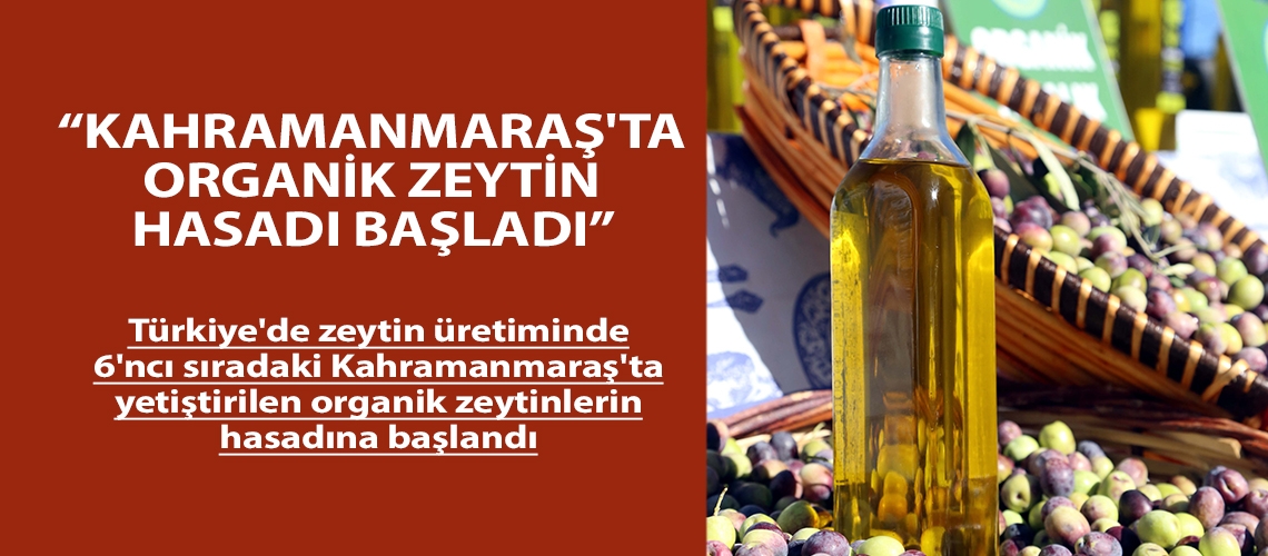 “Kahramanmaraş'ta organik zeytin hasadı başladı”