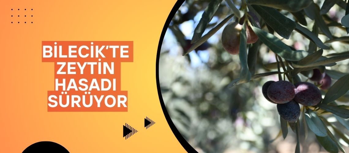 Bilecik’te zeytin hasadı sürüyor