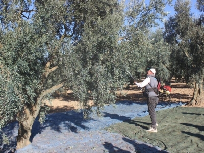 Bilecik’te zeytin hasadı sürüyor